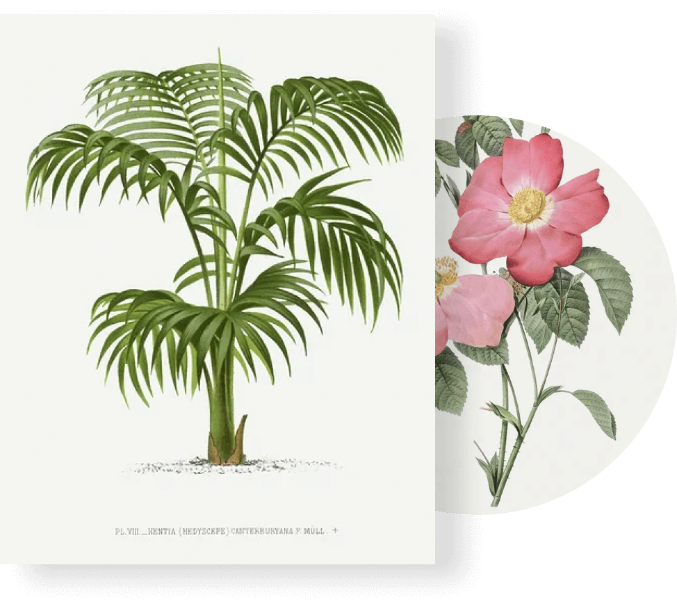 PlantPassion Pflanzenblog Banner