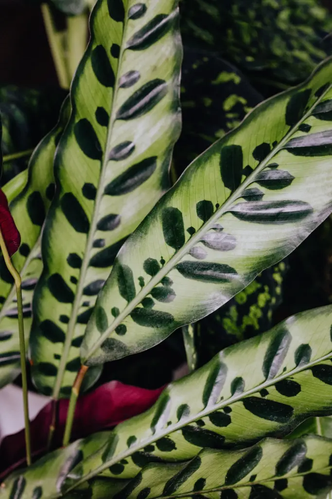 Calathea Lancifolia