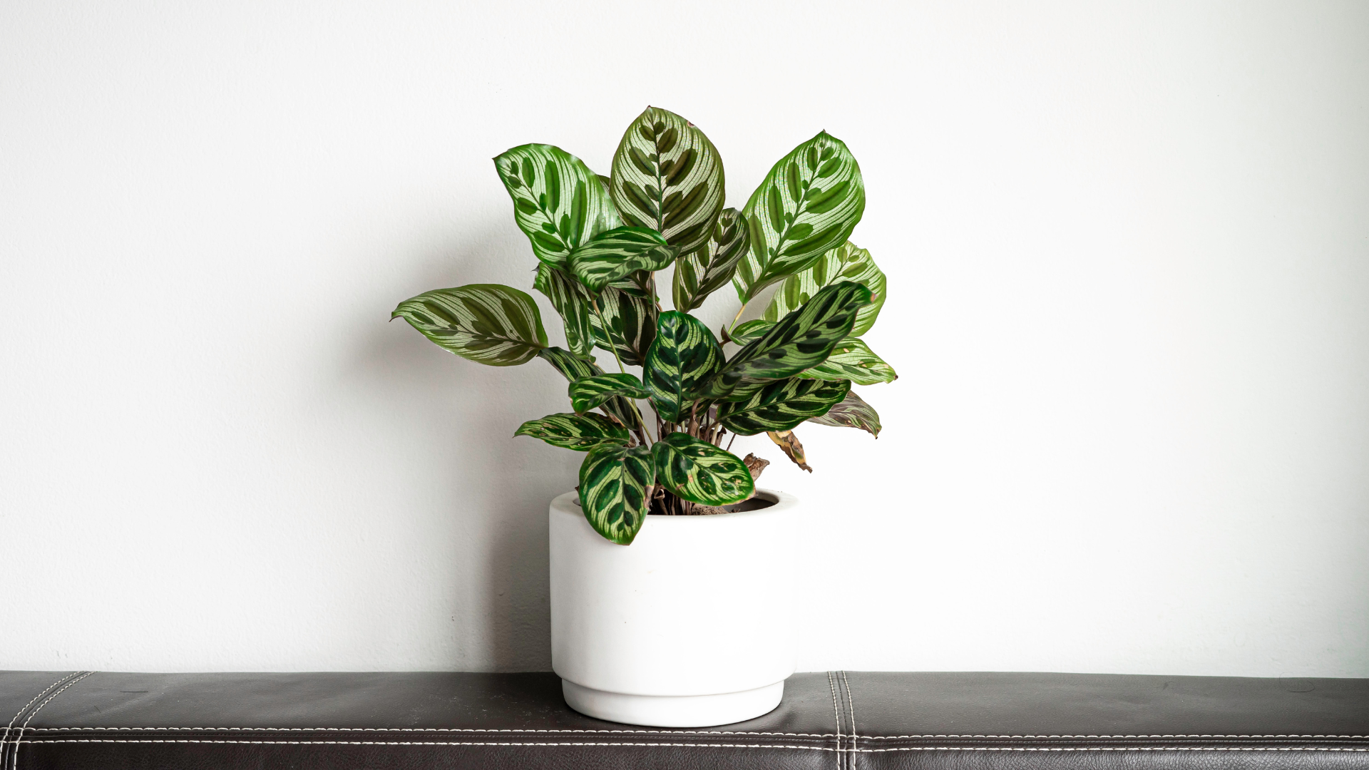 Calathea Pflege Thumbnail