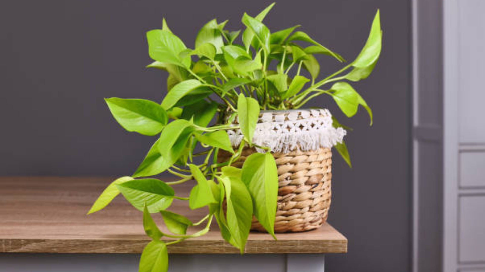 Pflanzen die wenig Licht brauchen Thumbnail