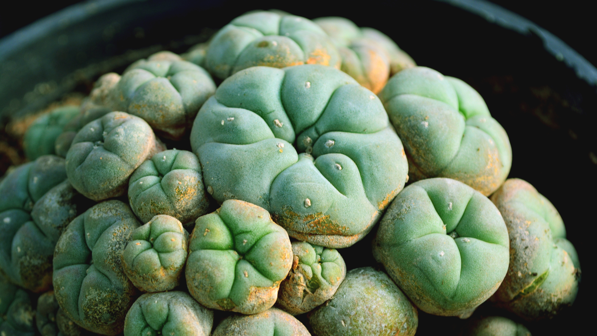 Peyote Pflege Thumbail