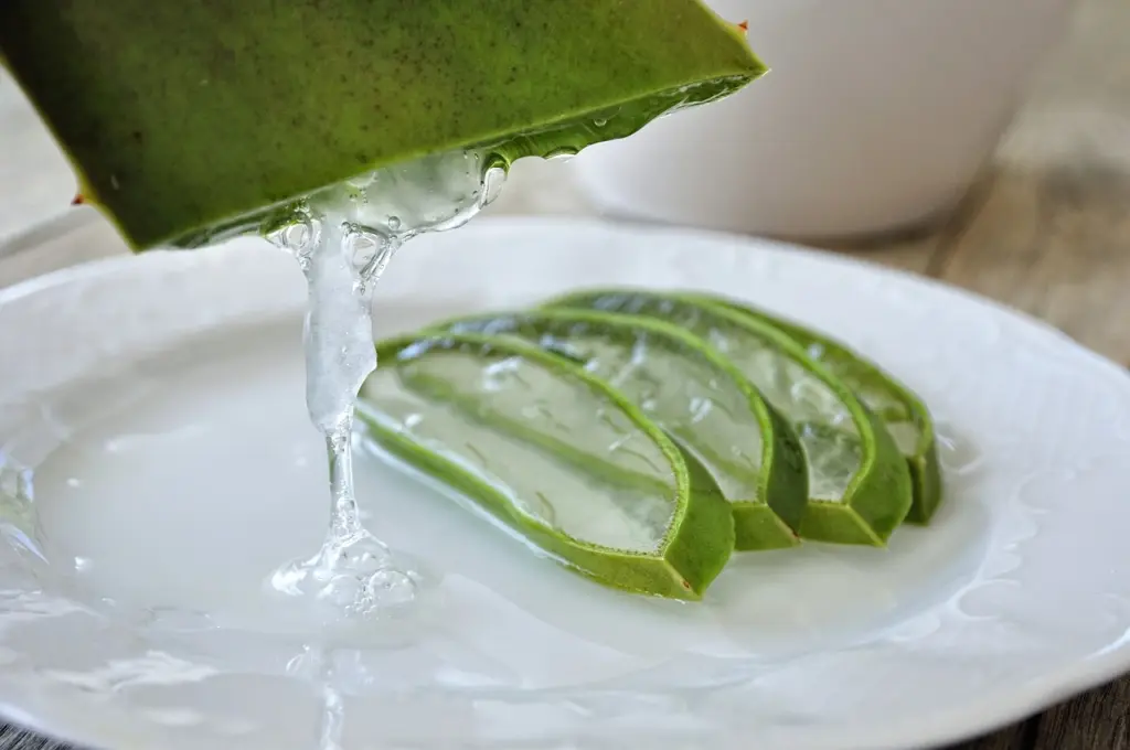 Das Gel der Aloe Vera