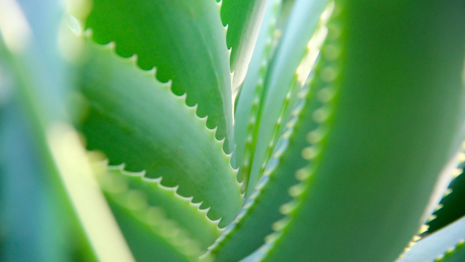Aloe Vera Pflanze Geschichte