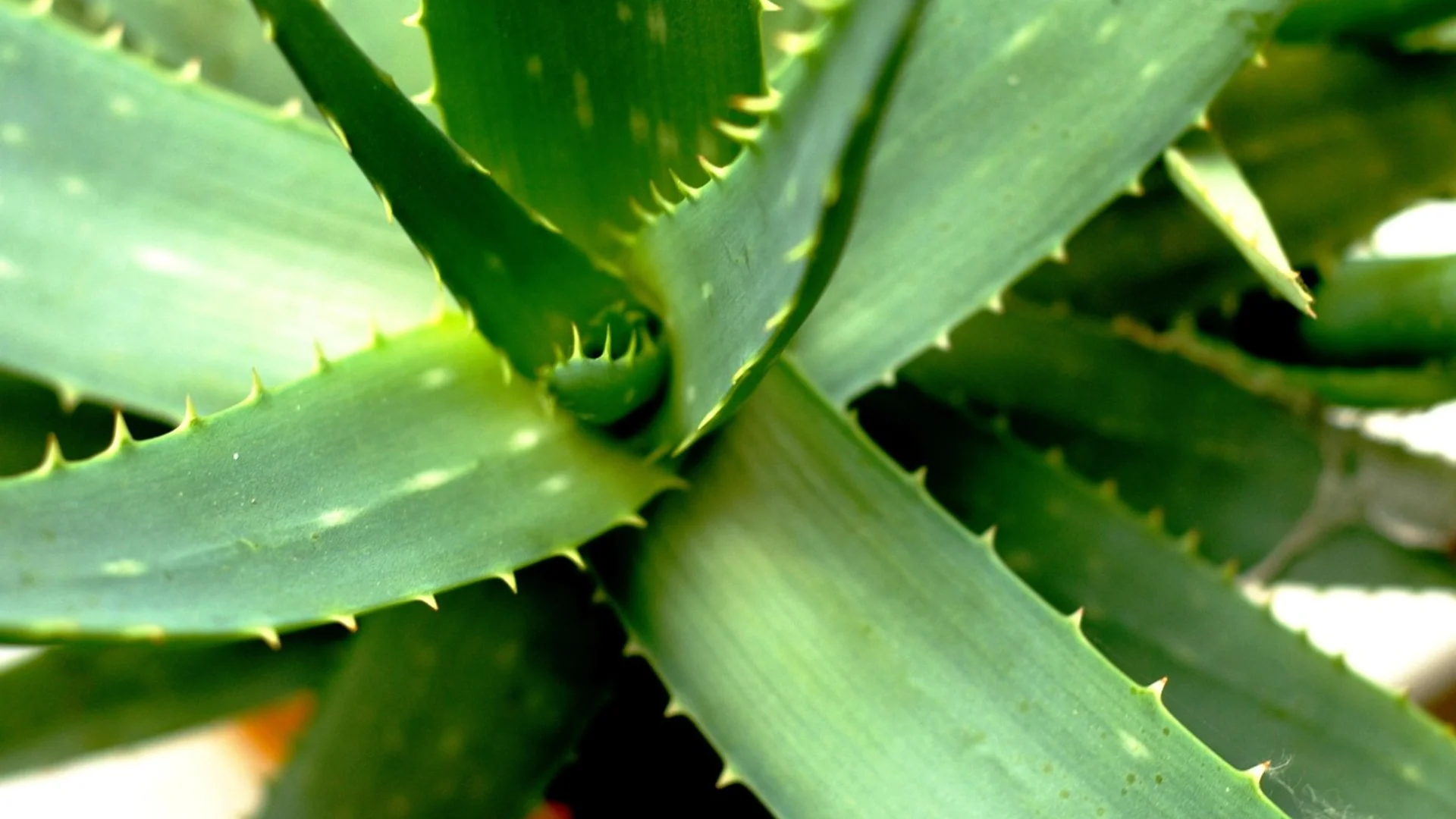 Aloe Vera Zimmerpflanze Pflege