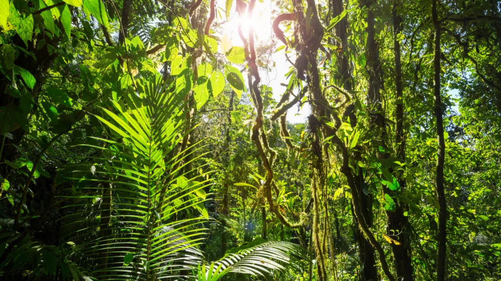 Plant History Blog Banner