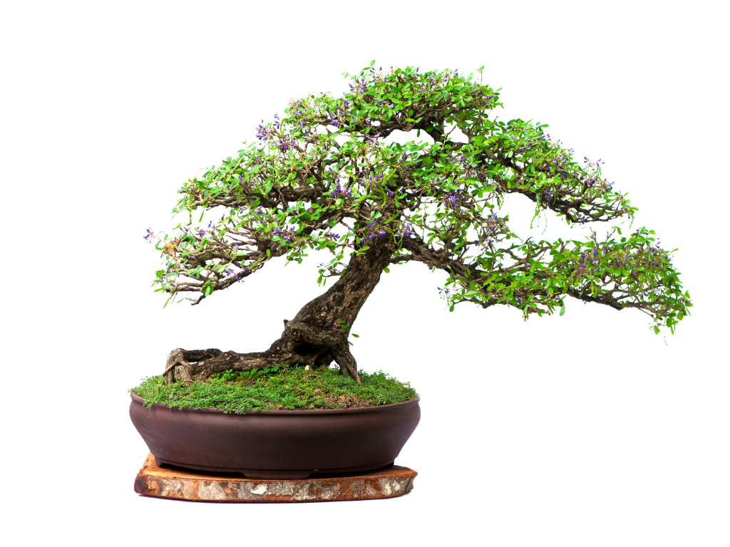 Bonsai in ovaler Schale