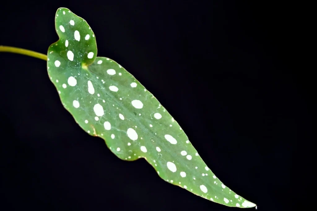 Forellenbegonie Blatt