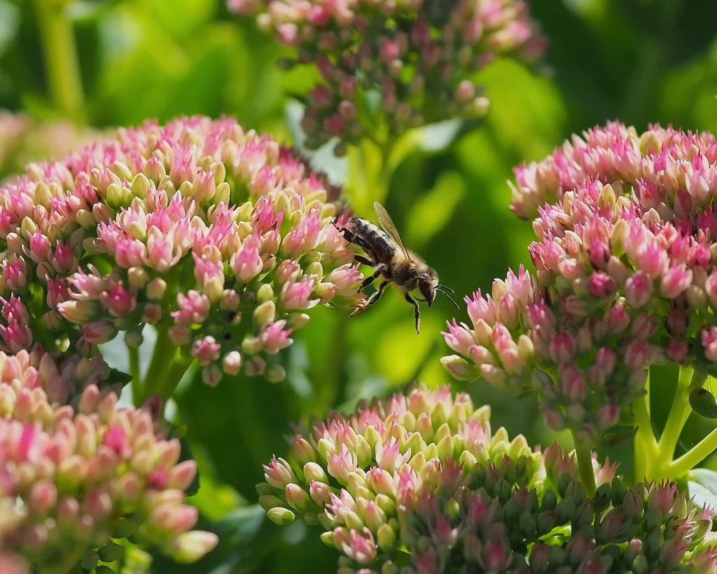 Sedum  - Eine Bodendeckerpflanze