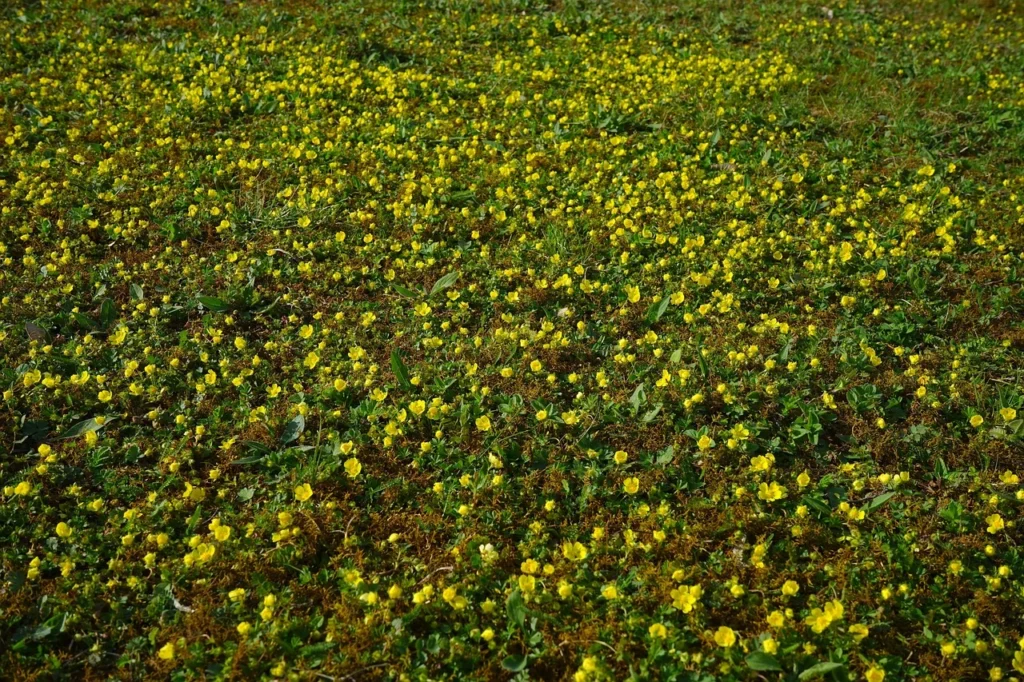 Waldsteinia - Bodendecker